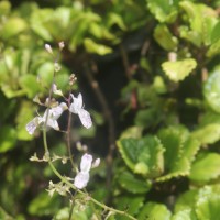 Plectranthus verticillatus (L.f.) Druce